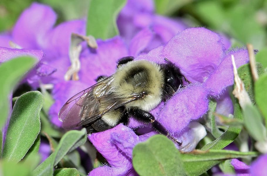 bee, bumblebee, flowers, purple flowers, barometer bush, insect, HD wallpaper