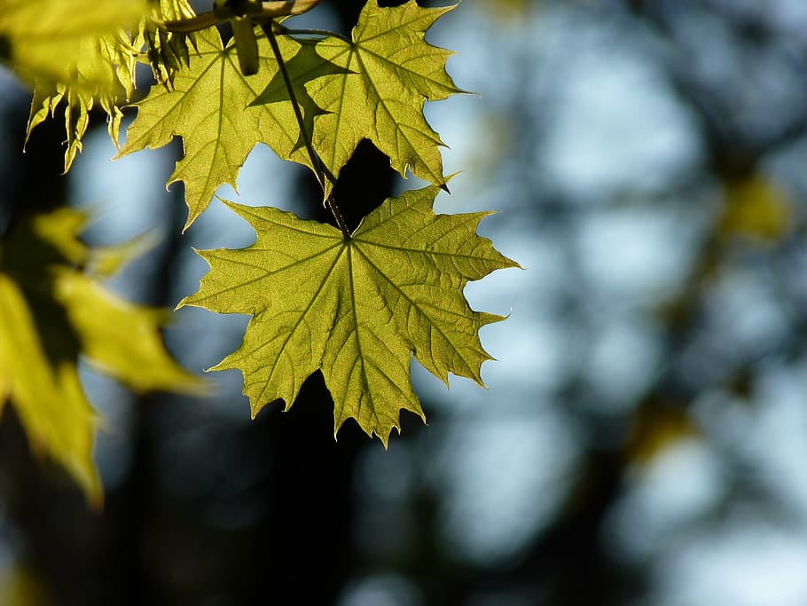 maple, tree, leaf, sun, shine through, nature, green, forest HD wallpaper