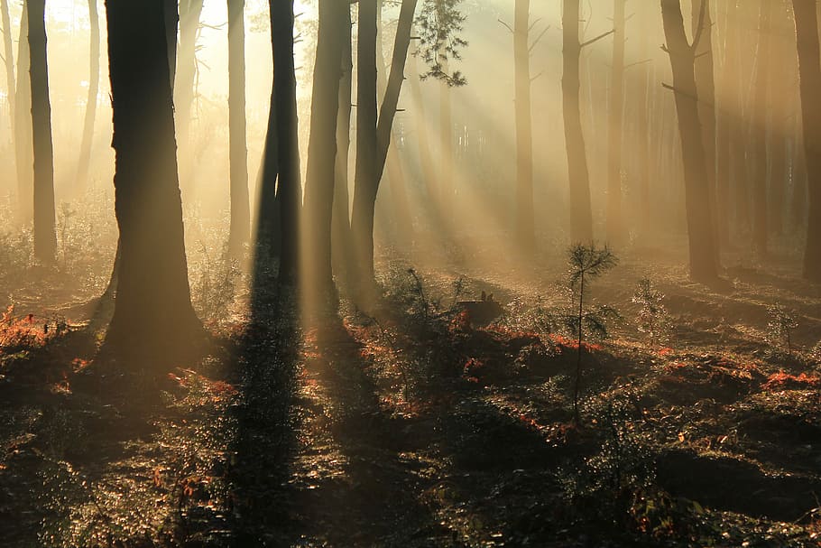 green trees on forest with sunray, sunlight on forest photo, sunshine HD wallpaper