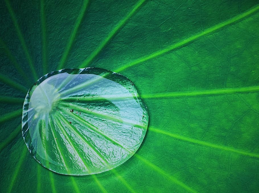 water droplet on green taro plant, summer, lotus leaf, water droplets, HD wallpaper