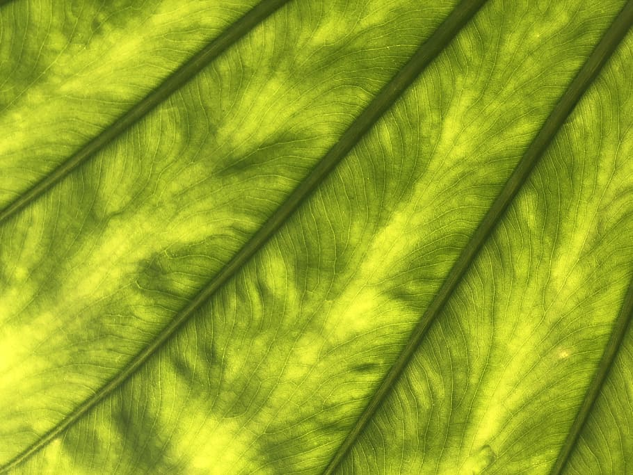 green leaf, green textile, abstract, nature, green color, backgrounds HD wallpaper