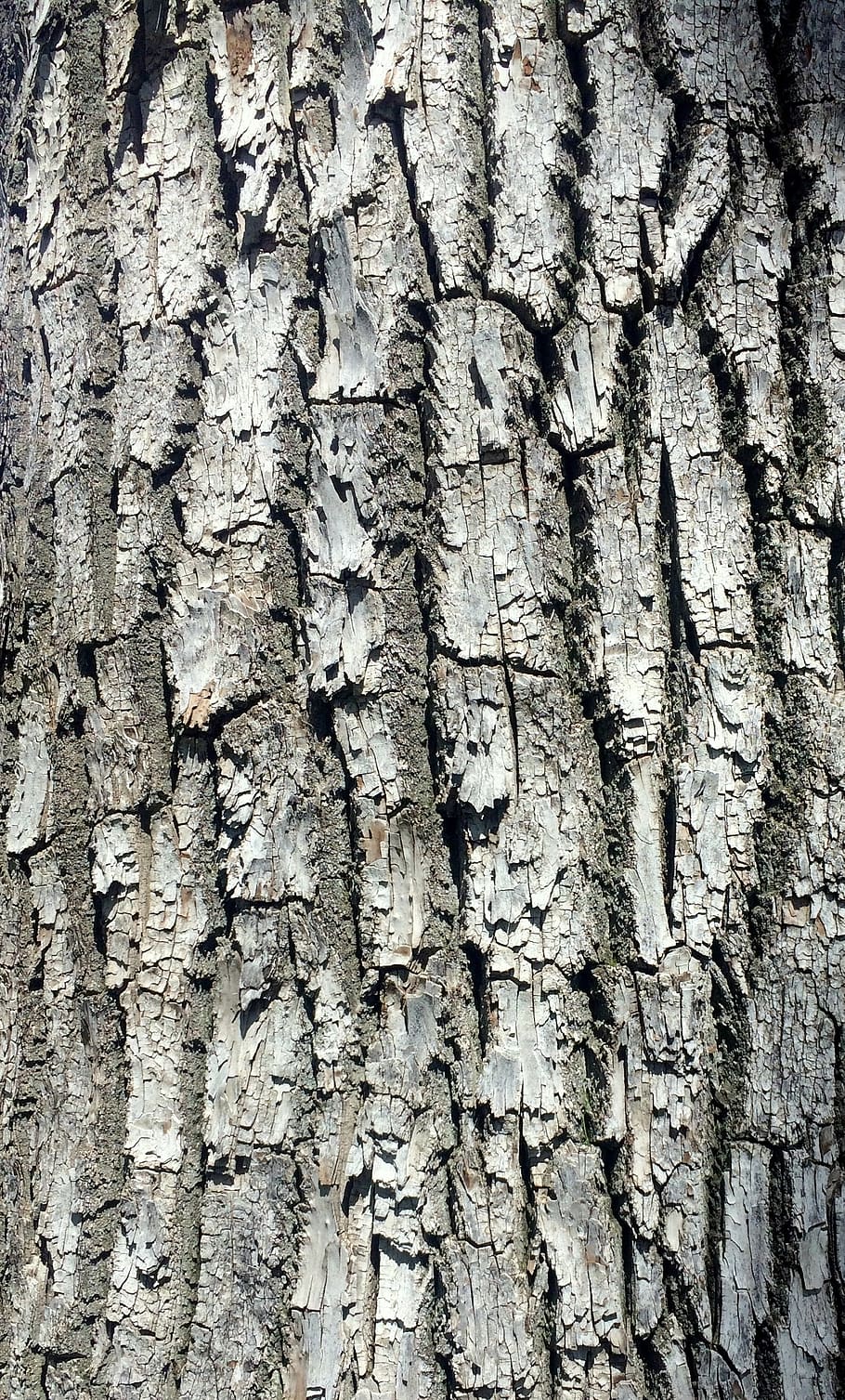 tree, tree trunk, bark, wood, timber, old, weathered, nature HD wallpaper
