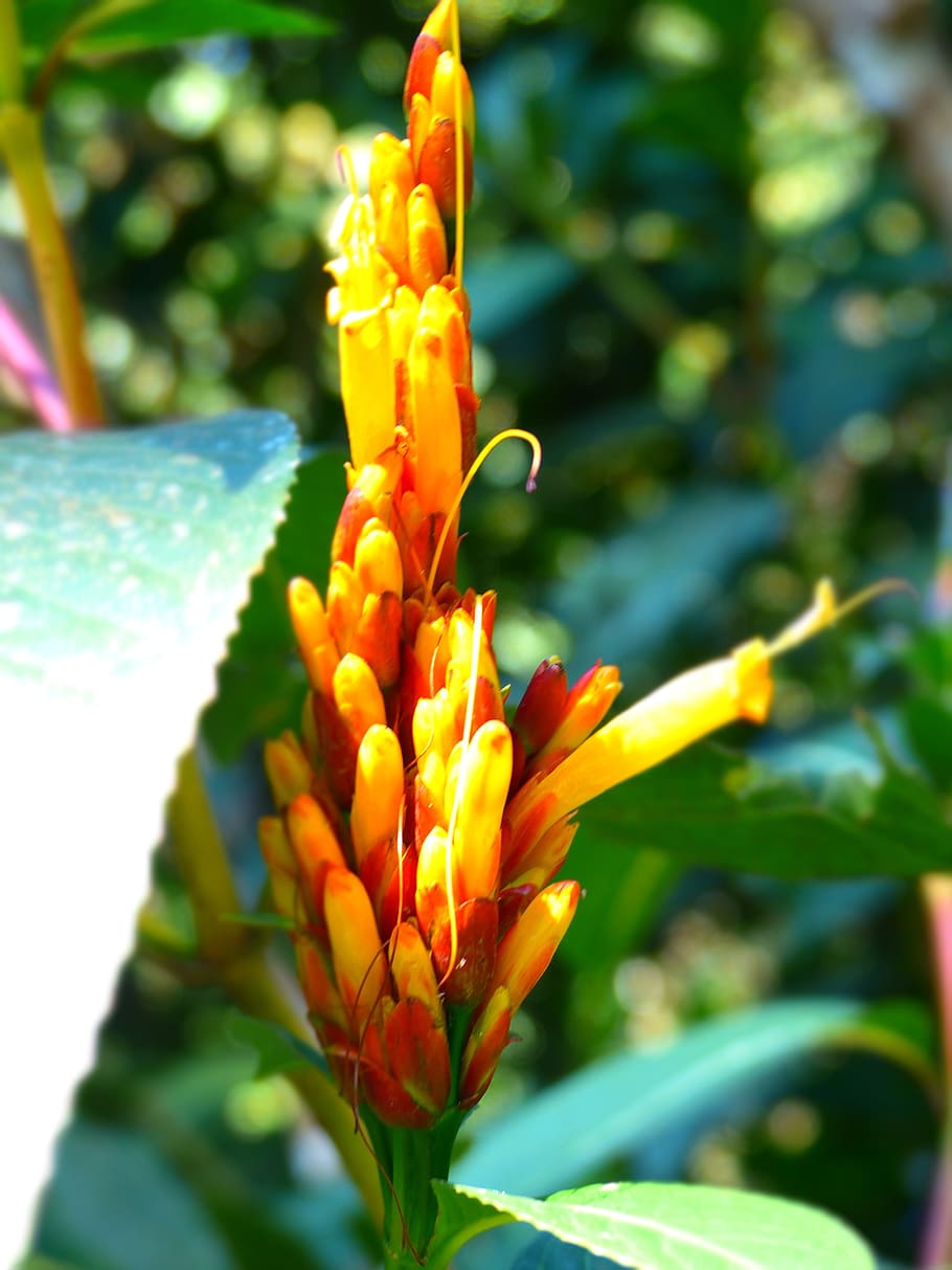 flower, garden, flowers, spring, nature, plant, flowering plant HD wallpaper