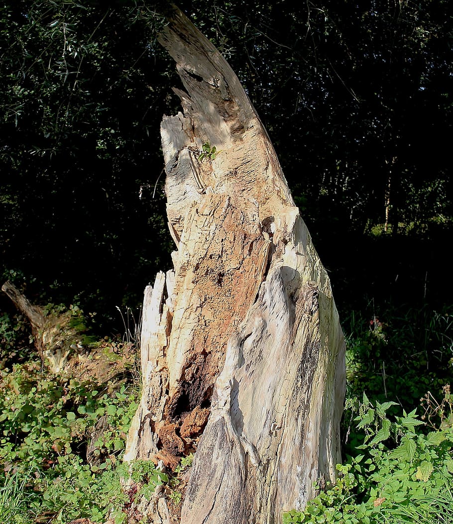 tree stump, tree trunk, rot, edge of the woods, old, plant, HD wallpaper