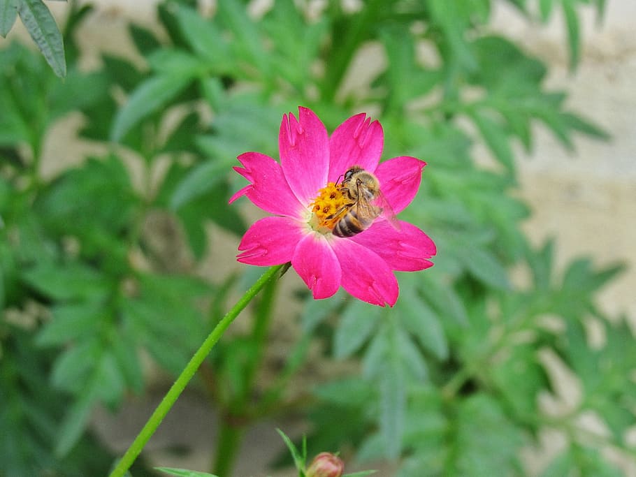 nature, flower, bee, summer, flora, petal, pink, decor, tropical HD wallpaper