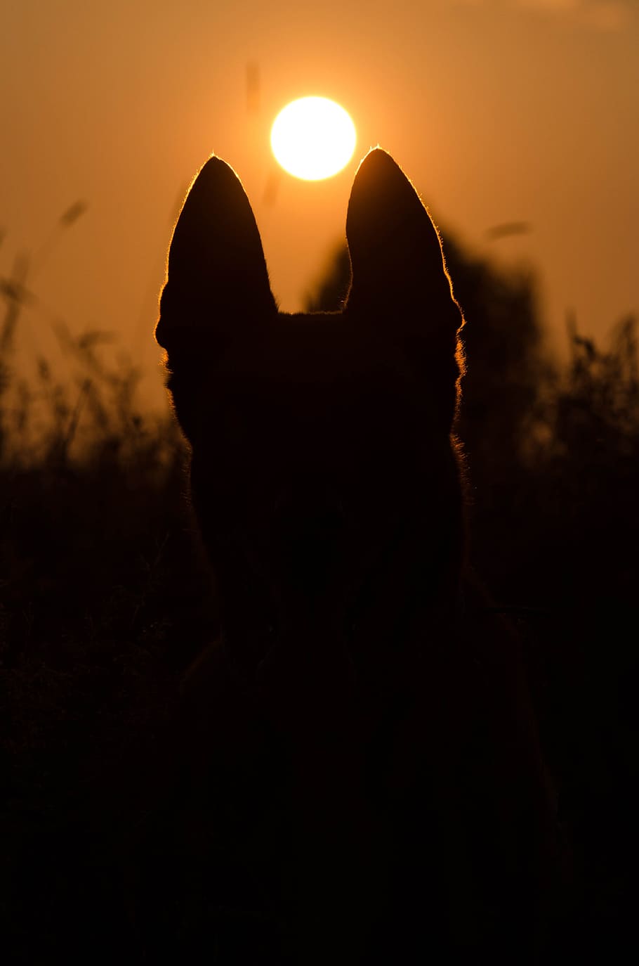 Summer, Sunset, Dog, Malinois, silhouette, human body part HD wallpaper