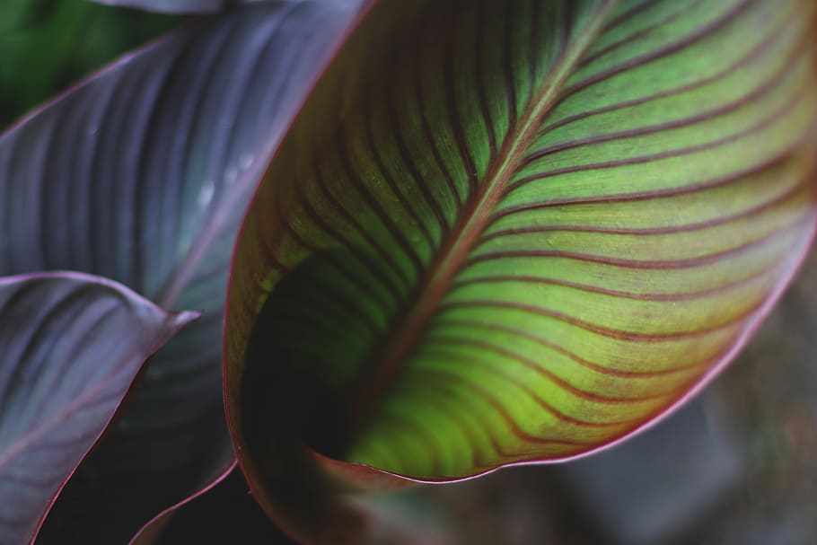 green and red leaves, closed-up photography of green leaf, texture HD wallpaper