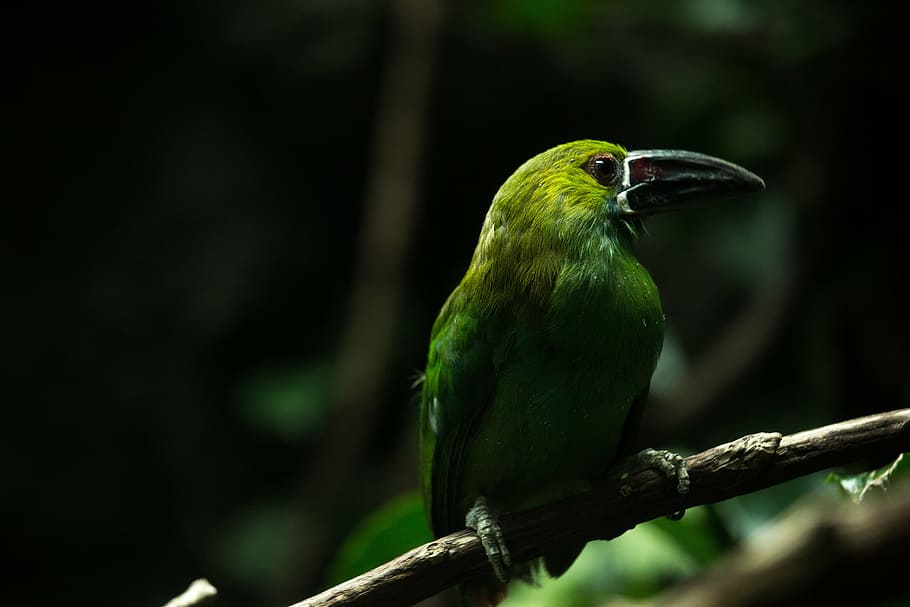 green bird on tree trunk, selective, photography, long, beak