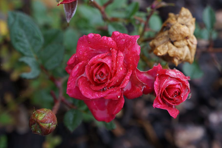 rose, rain, drip, blossom, bloom, pink, raindrop, wet, flower HD wallpaper