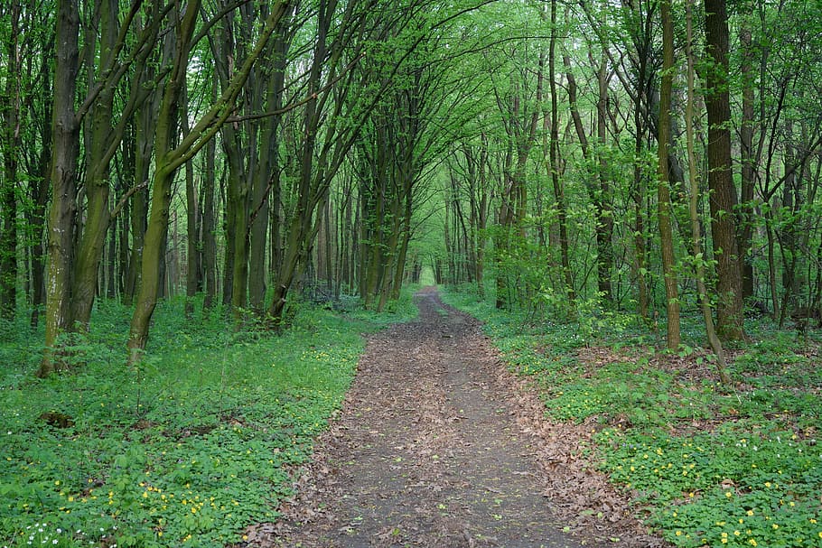 forest, the way, road, trees, vacation, tourism, journey, summer HD wallpaper