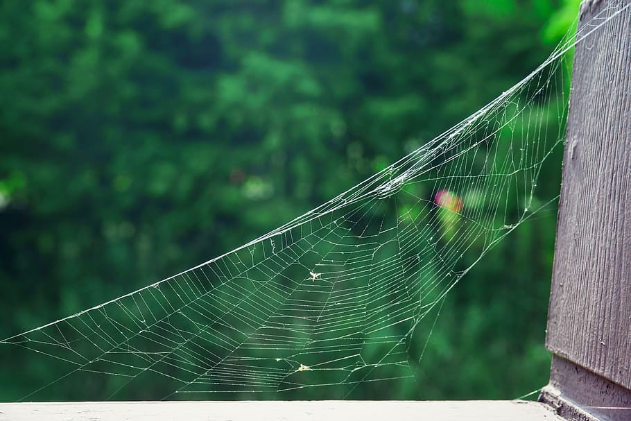 a spider's web, park, natural, cobweb, spider web, fragility HD wallpaper