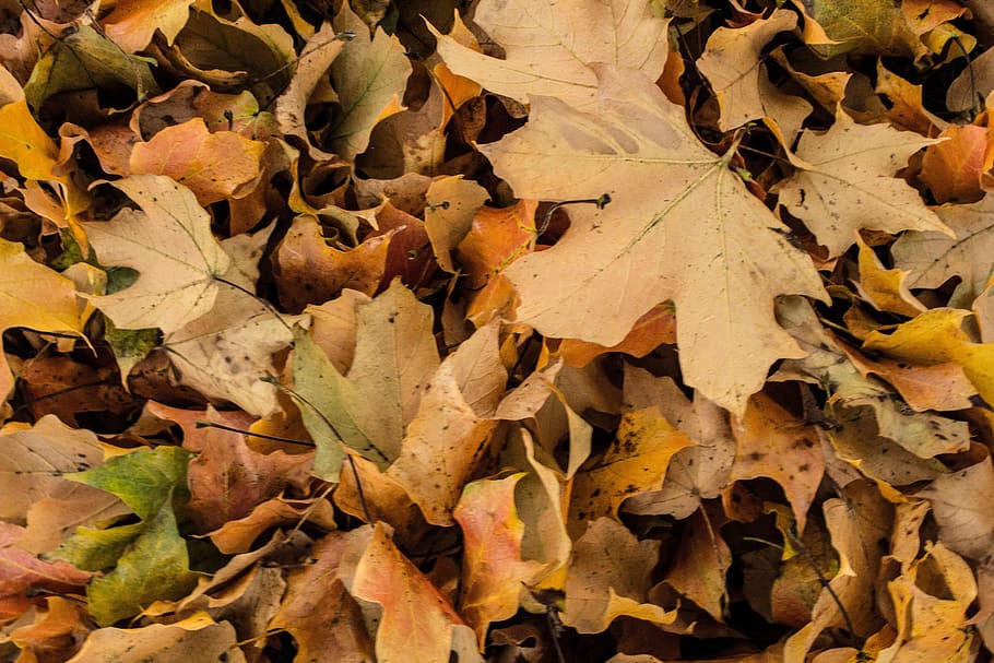 plant, leaves, fall, autumn, plant part, leaf, change, full frame HD wallpaper