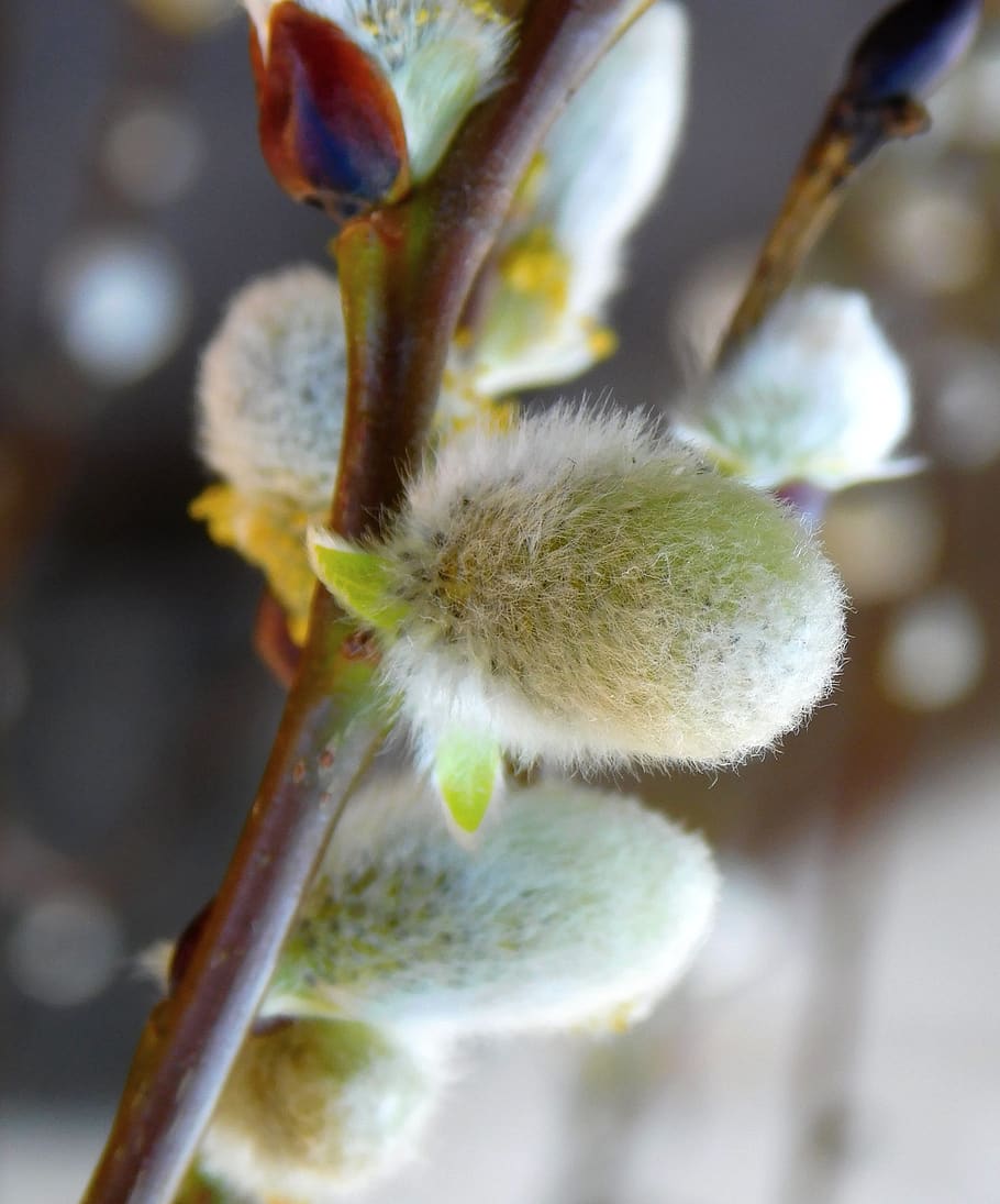 willow catkin, blossom kitten, bud, branch, plant, close-up, HD wallpaper
