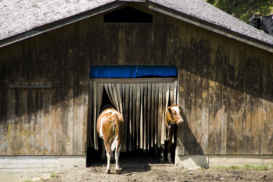 Cow, Cows, Stall, Ruminant, Agriculture, curiosity, funny, barn HD wallpaper