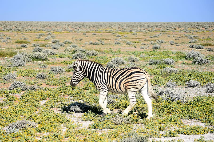 zebra, etosha, namibia, park, wildlife, field, wilderness, travel HD wallpaper