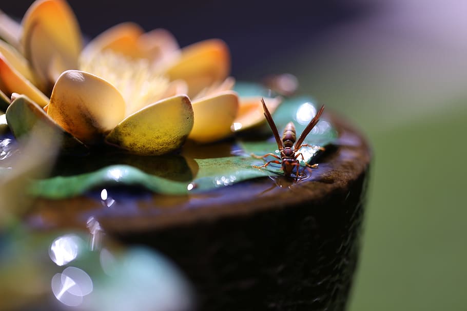 insect, source, abstract, sprue, fruit, food and drink, close-up HD wallpaper