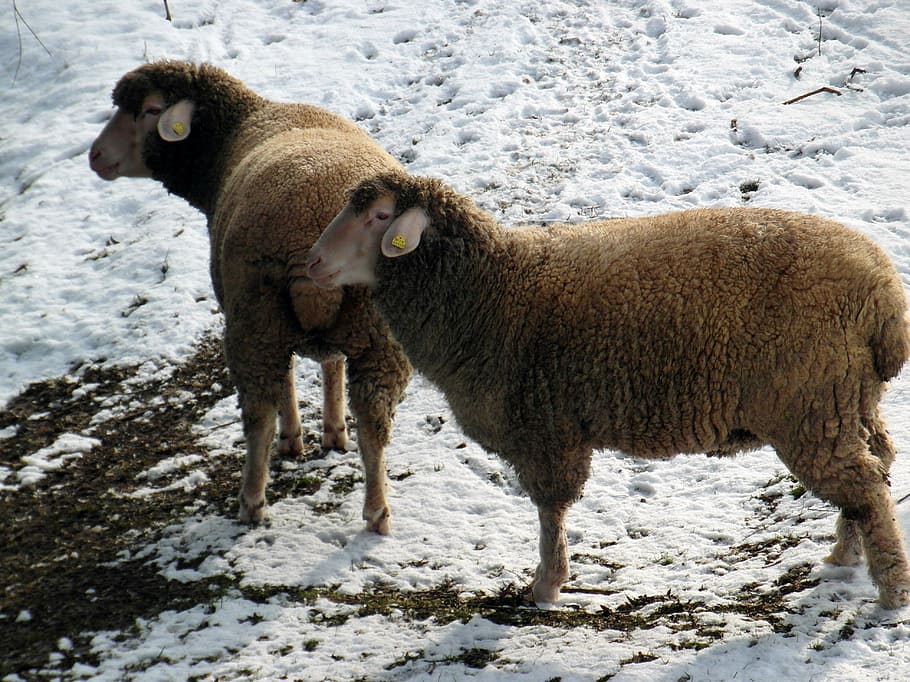 sheep, winter, pasture, snow, wool, animal themes, mammal, vertebrate HD wallpaper