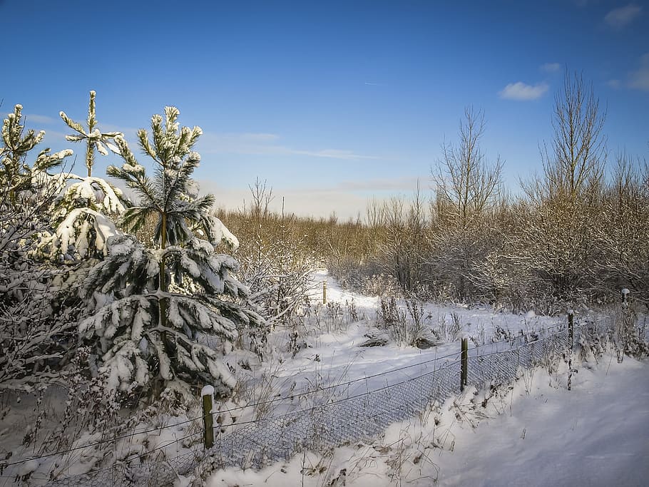 snow, winter, landscape, forest, cold, pine, tree, nature, plant HD wallpaper