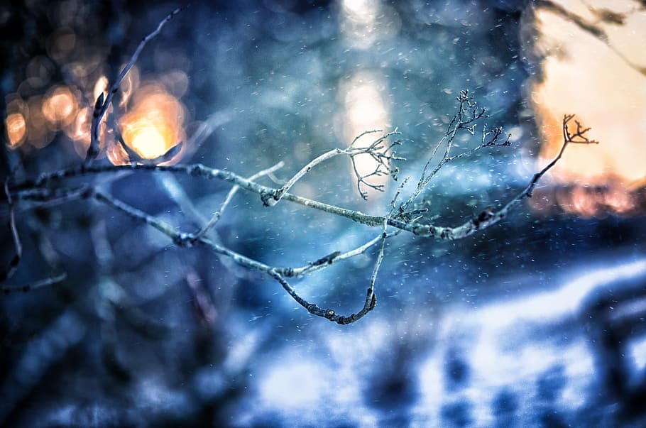 shallow focus photography of tree branches, winter, snowfall HD wallpaper