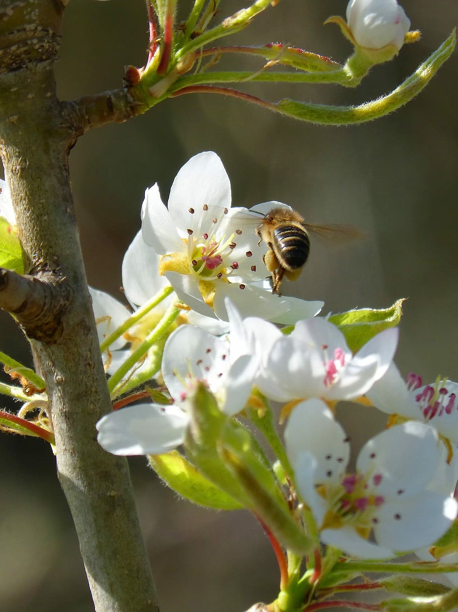 Bee, Insect, Flight, libar, bee flight, flowering quince, one animal HD wallpaper