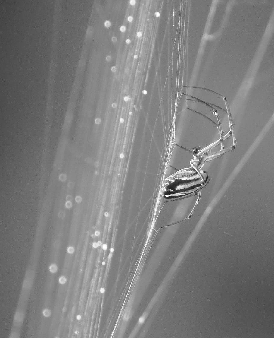nature, spider, insect, web, arachnid, invertebrate, animal themes HD wallpaper