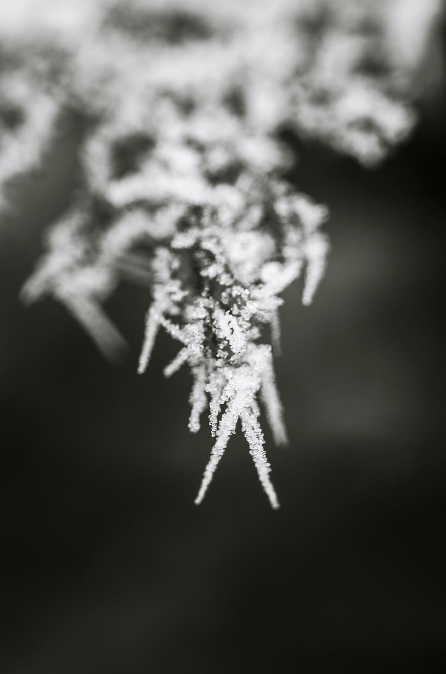 macro, nature, winter, snow, white, frost, ice, frozen, cold - Temperature HD wallpaper