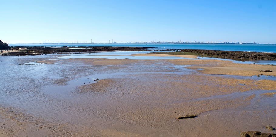 low tide, beach, sea, water, land, environment, nature, animal HD wallpaper
