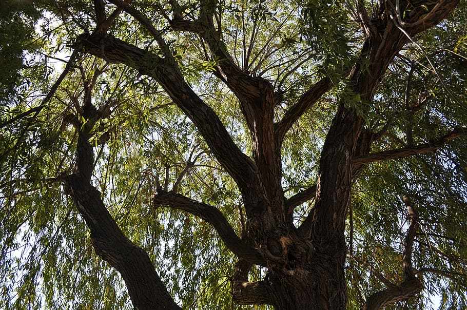 tree, sky, nature, beauty, plant, tree trunk, low angle view HD wallpaper