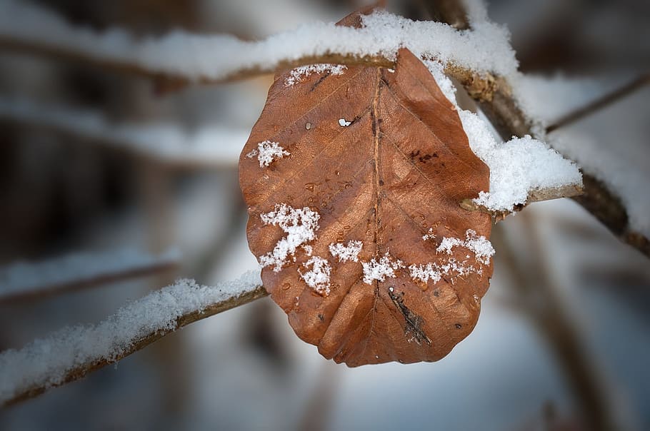 leaf, leaves, dry, branch, alone, snowy, winter, nature, silent HD wallpaper