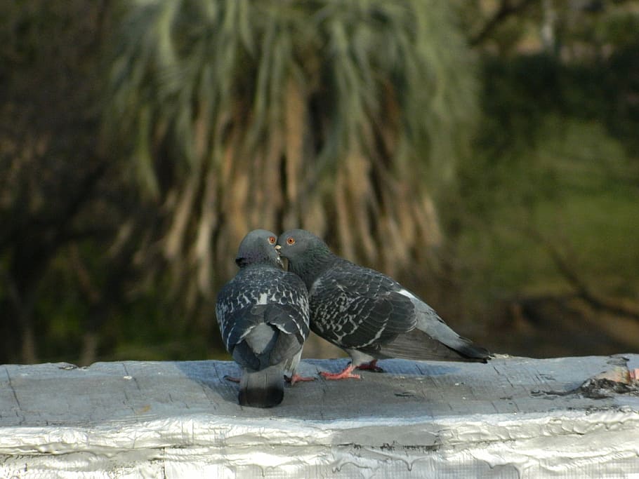 Pigeons, Love, animals in the wild, one animal, animal wildlife HD wallpaper