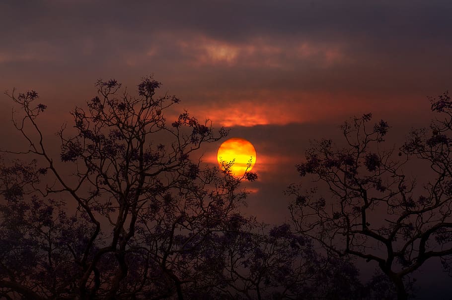 sunset, scenery, sky, tree, beauty in nature, scenics - nature HD wallpaper
