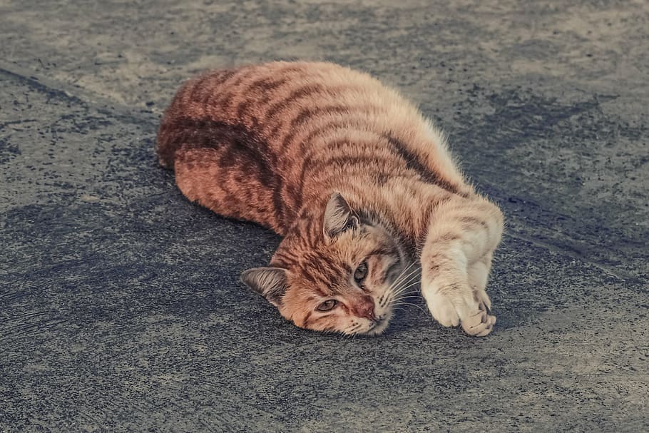 cat, stray, tabby, red, naughty, mincing, animal, adorable HD wallpaper