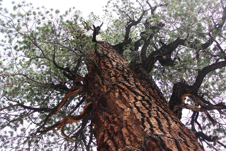Tree, Old, Nature, Forest, Leaves, Trunk, natural, green, sky HD wallpaper