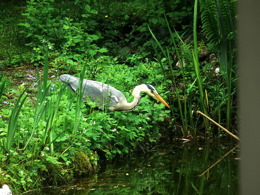 heron, bird, eastern, bill, grey heron, feather, creature, animal world HD wallpaper