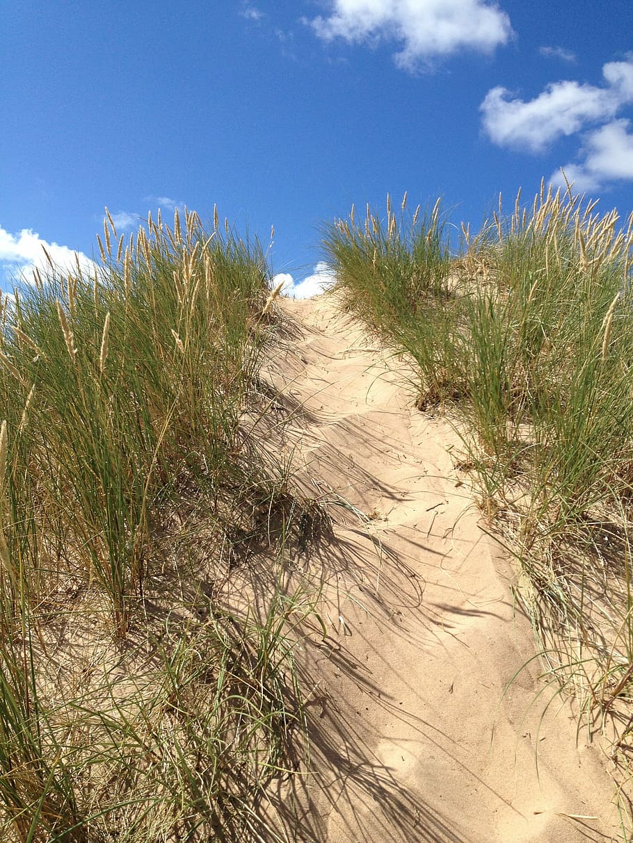 dunes, grass, summer, sand, himmel, beach, plant, sky, growth HD wallpaper