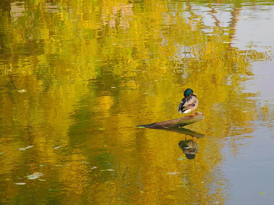 duck, reflection, water, shine, nature, animal, tree, autumn HD wallpaper