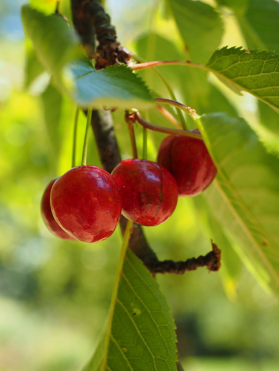 cherries, fruits, red, ripe, sweet cherry, fruity, cherry harvest HD wallpaper