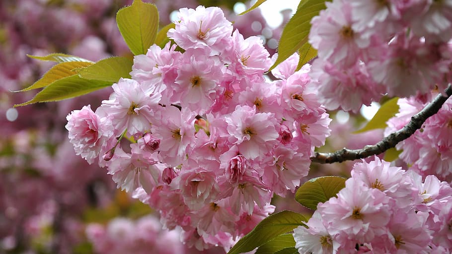 japan cherry, spring, flowering tree, flowering plant, fragility HD wallpaper