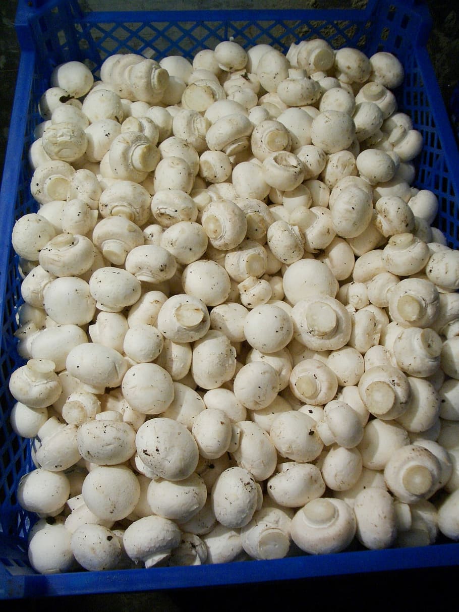 Mushrooms, Masters, white color, food and drink, market, no people HD wallpaper