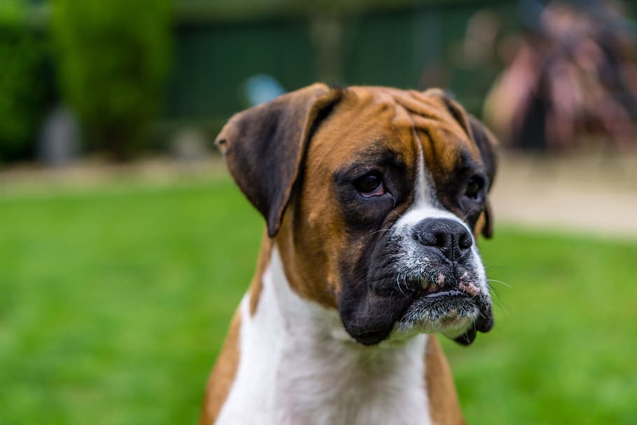 Boxer, Dog, Pet, pets, domestic animals, focus on foreground HD wallpaper