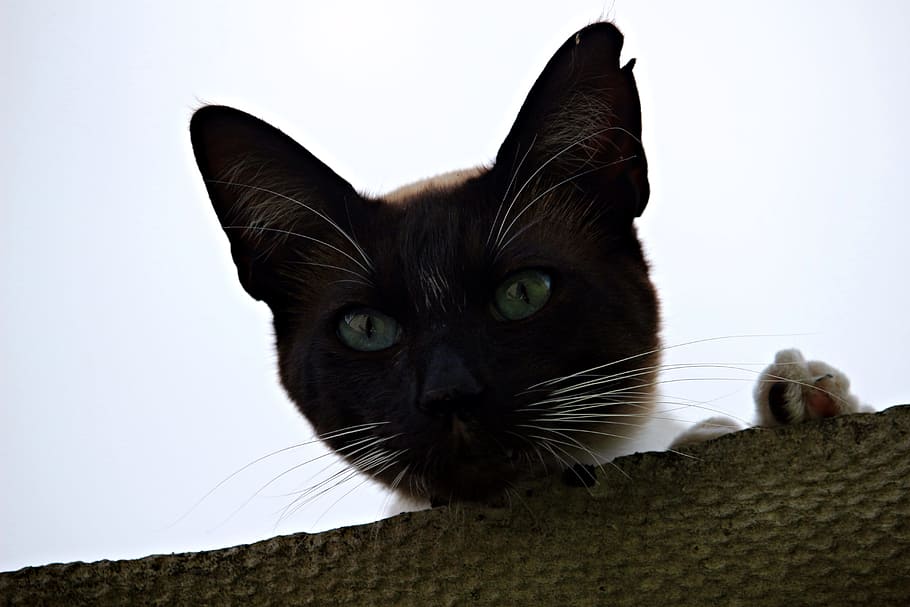 Kitten, Siamese Cat, mieze, breed cat, domestic Cat, animal HD wallpaper
