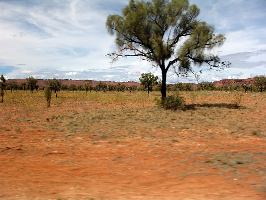 outback, bush, steppe, desert, australia, red, dry, tree, plant HD wallpaper