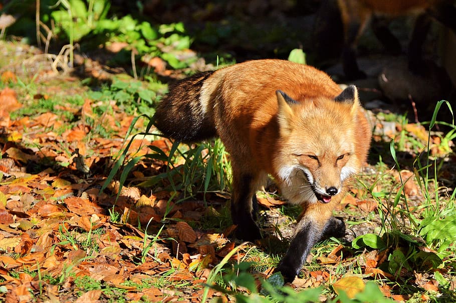red fox, fuchs, predator, reddish fur, wild animal, forest animals HD wallpaper