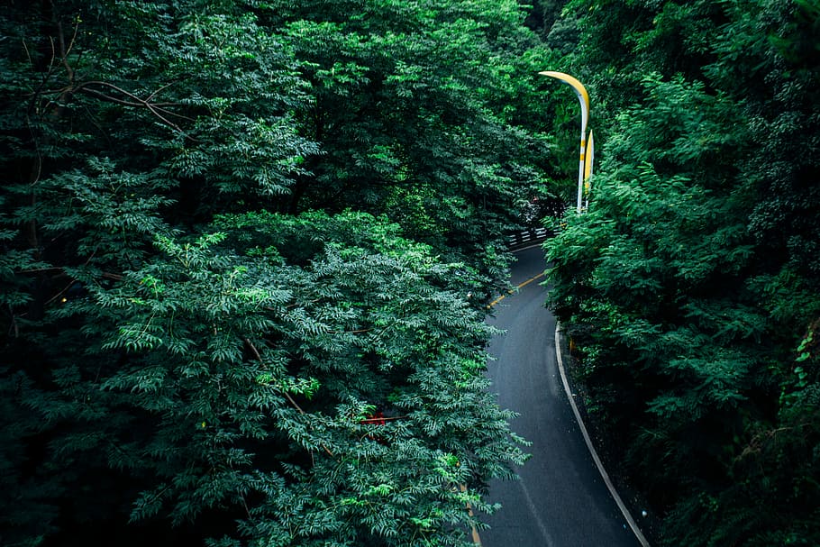 gray concrete road surrounded by trees, high angle photo of asphalt road between trees HD wallpaper