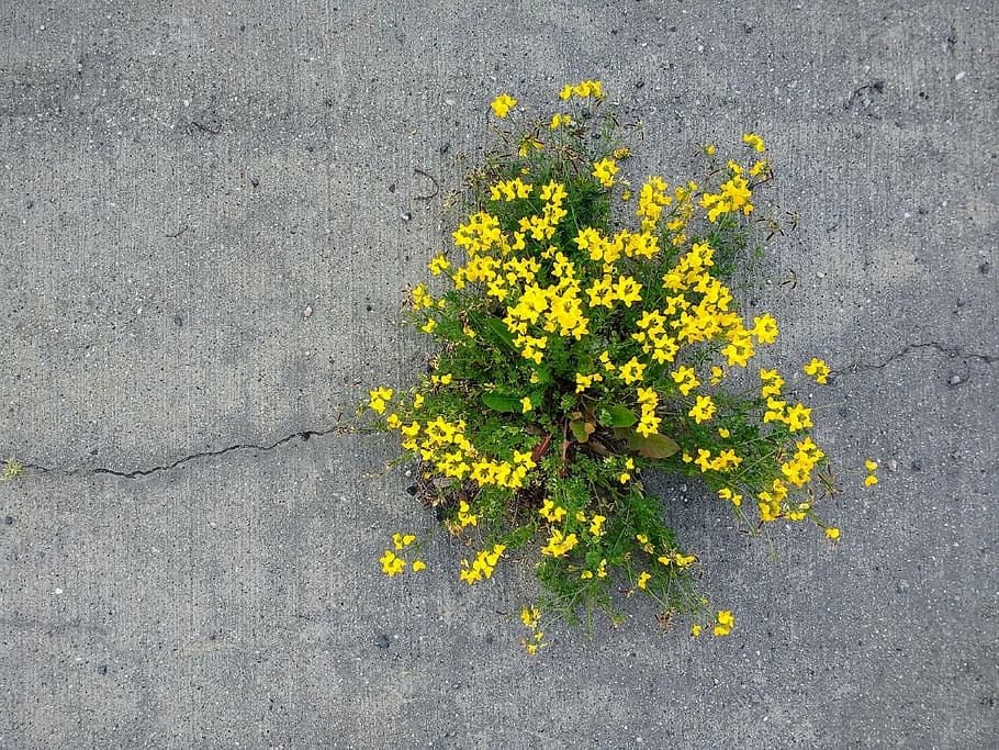 force, flowers, nature, concrete, plant, impressive, remarkable, HD wallpaper