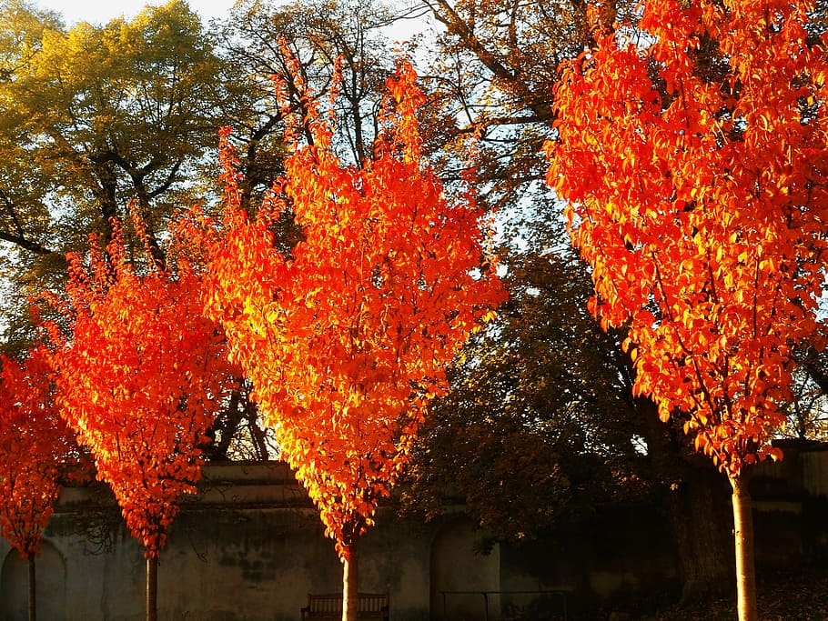 trees, orange, fire, red, nature, color, branches, foliage HD wallpaper