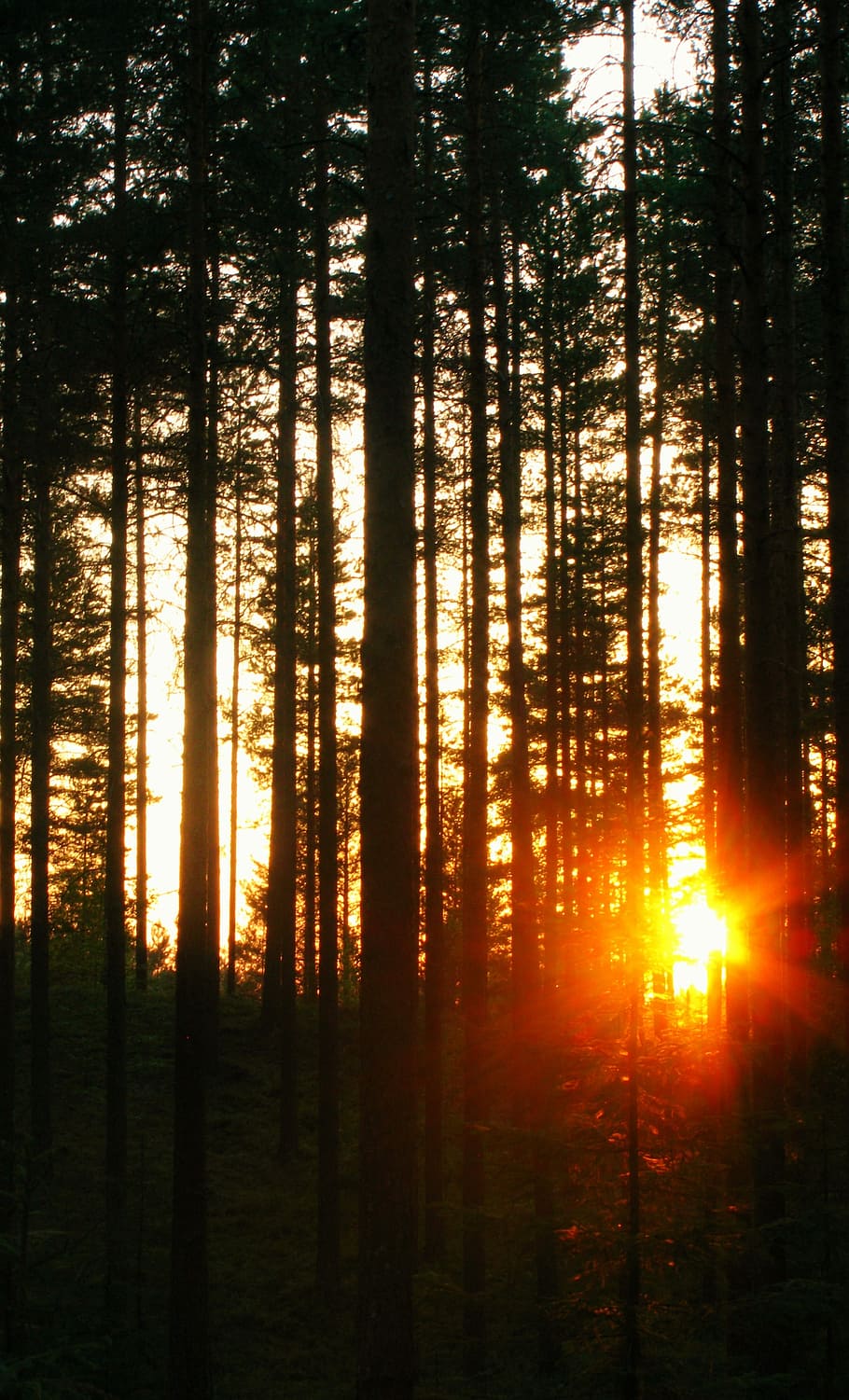 Sun, Dark, Summer, Sunlight, Night, sky, sunset, trees, orange HD wallpaper
