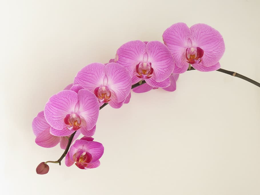 flower, orchard, nature, flowering plant, freshness, vulnerability HD wallpaper