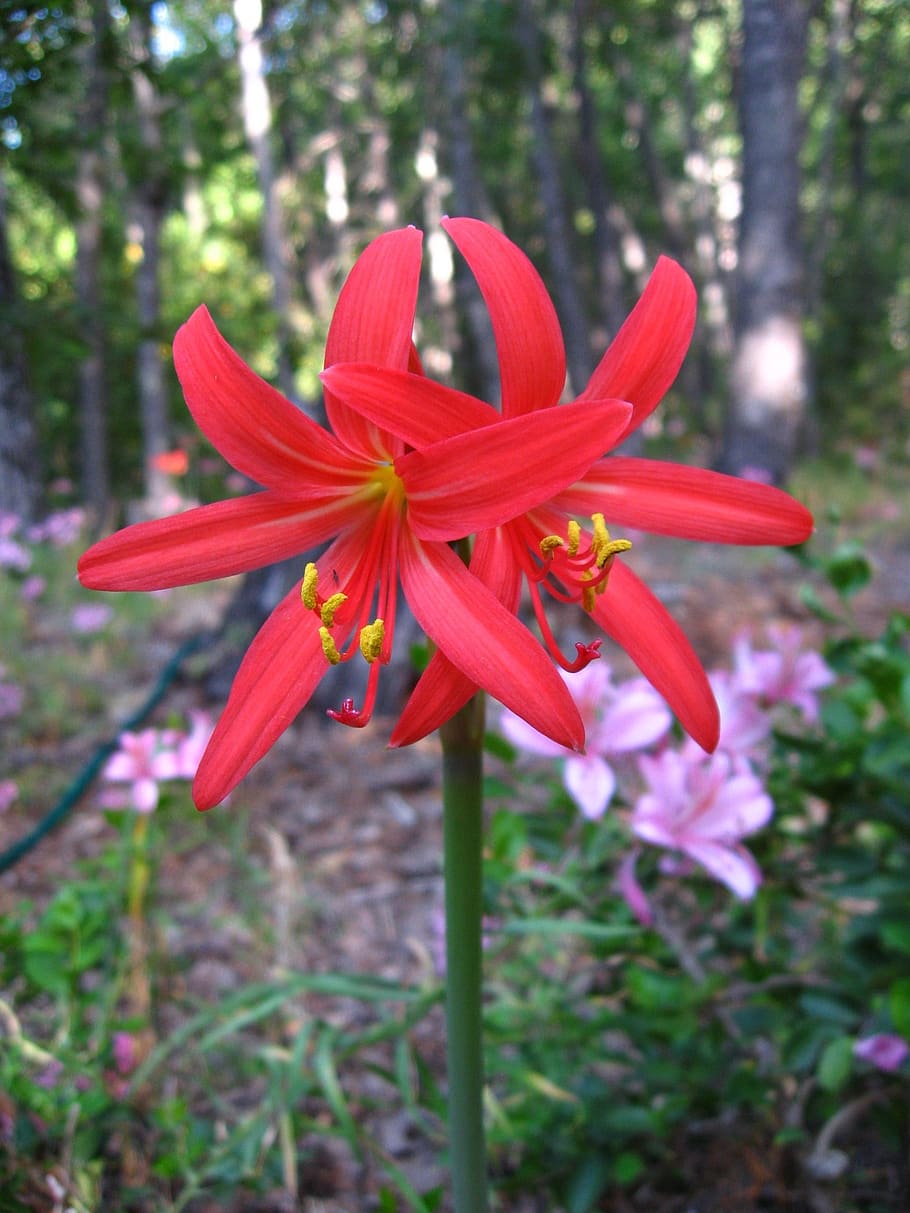 red añañuca, rhodophiala phycelloides, mountain flower, native chilean, HD wallpaper