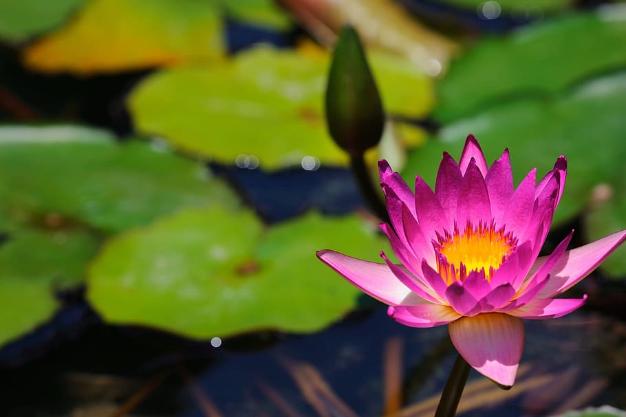lotus, pool, flora, leaf, nature, flower, plant, flowering plant HD wallpaper